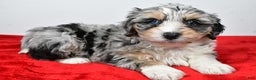 Mixed Breed dogs for sale: Mindy - Ad 5