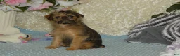 Brussels Griffon dogs for sale: Bonnie - AKC - Ad 7
