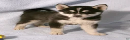Pomsky dogs for sale: Bowser - Ad 1