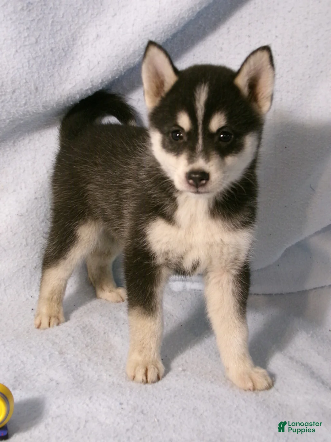 Pomsky dogs for sale: Bowser - Ad 1