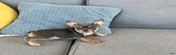 French Bulldog dogs for sale: Maggie - Ad 5