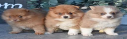 Pomeranian dogs for sale: Acorn - Ad 4