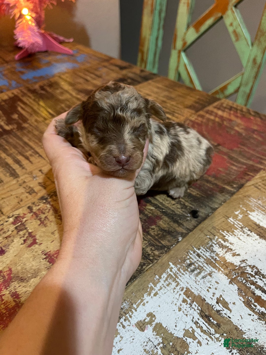 Miniature Poodle dogs for sale: Miniature Poodle Puppy 1 - Ad 42