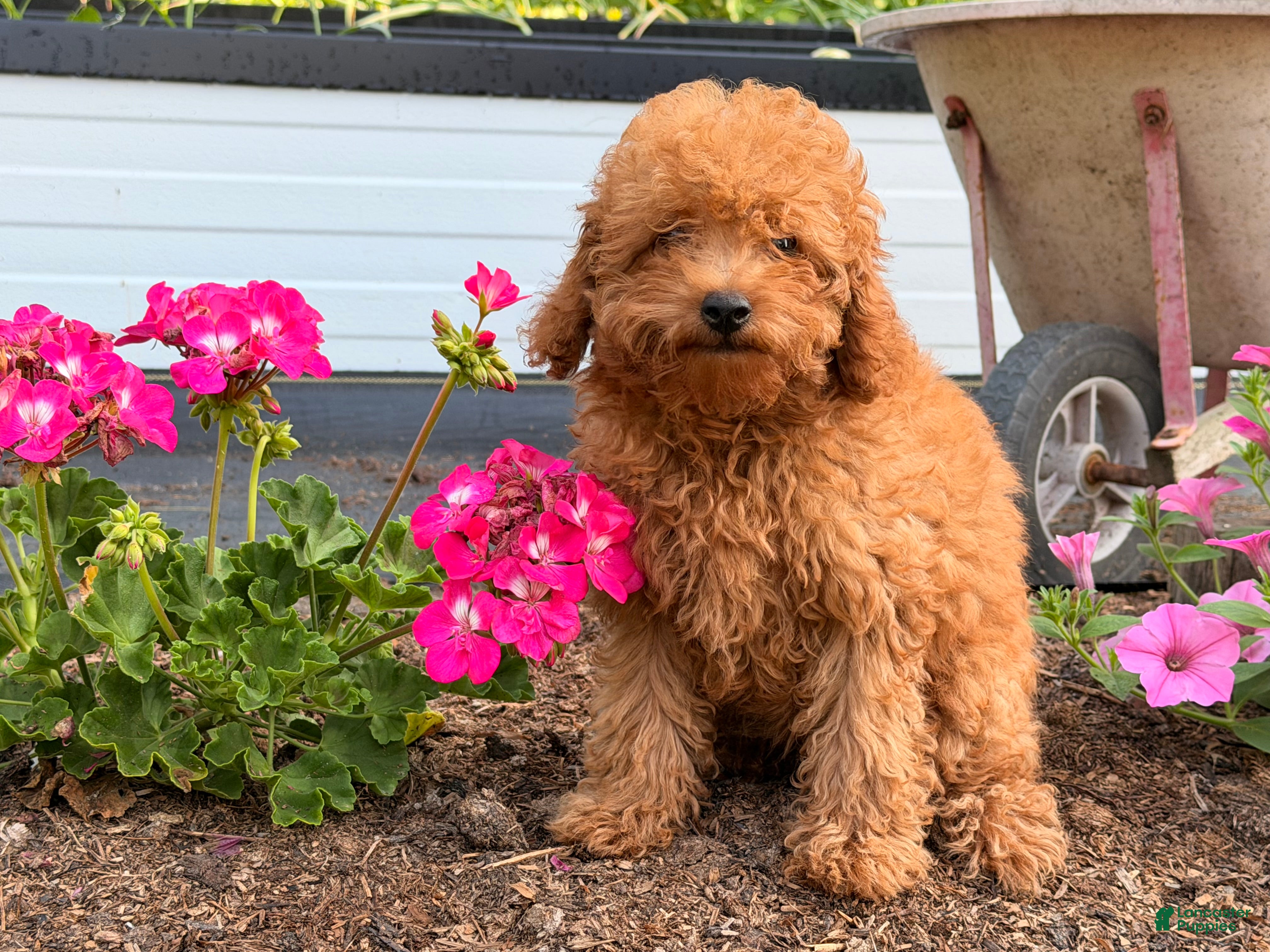 Toy Poodle dogs Jewel - Ad 1