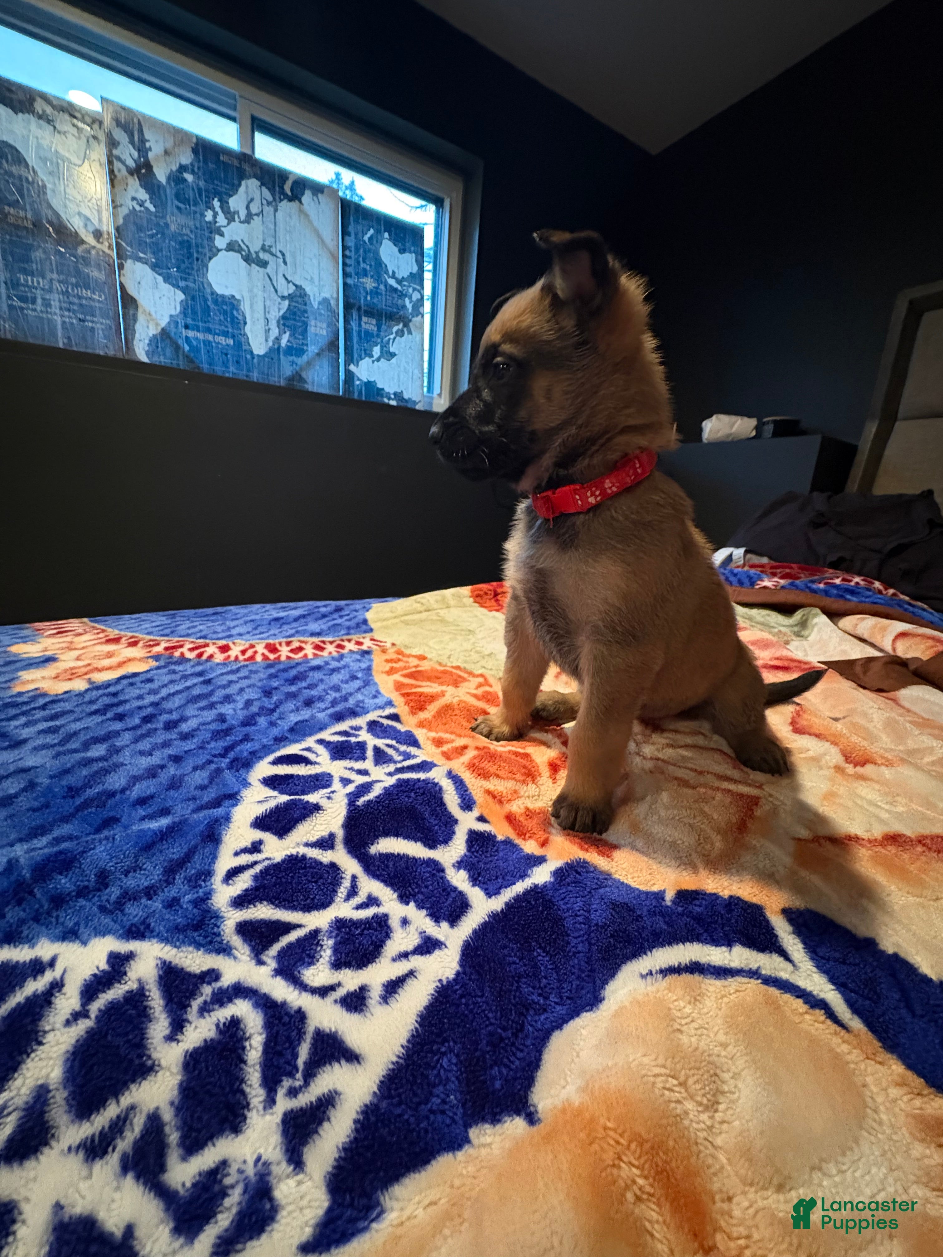 Mixed Breed dogs Cupid - Ad 1