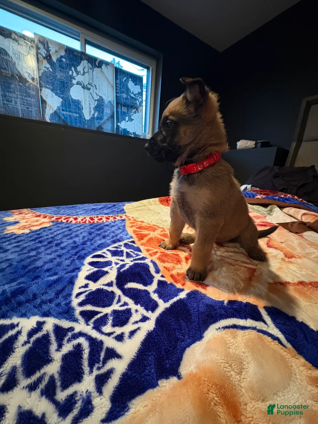 Mixed Breed dogs for sale: Cupid - Ad 1