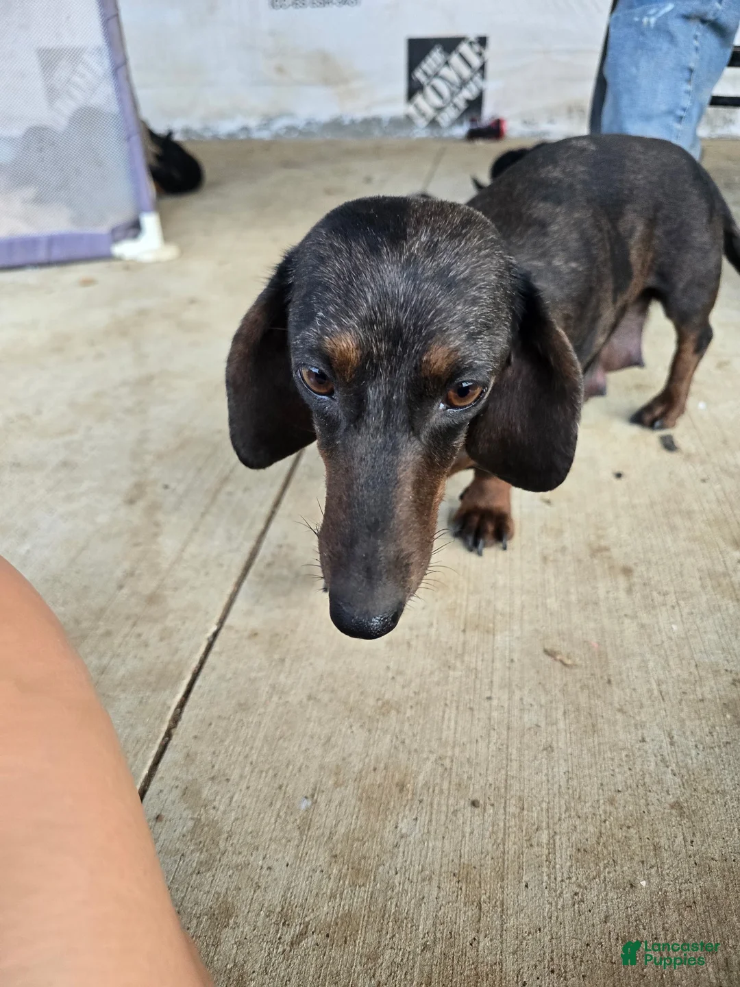 Miniature Dachshund dogs for sale: Miniature Dachshund 5 - Ad 7