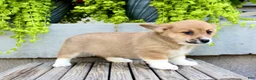 Welsh Corgi Pembroke dogs for sale: Reba  - Ad 5