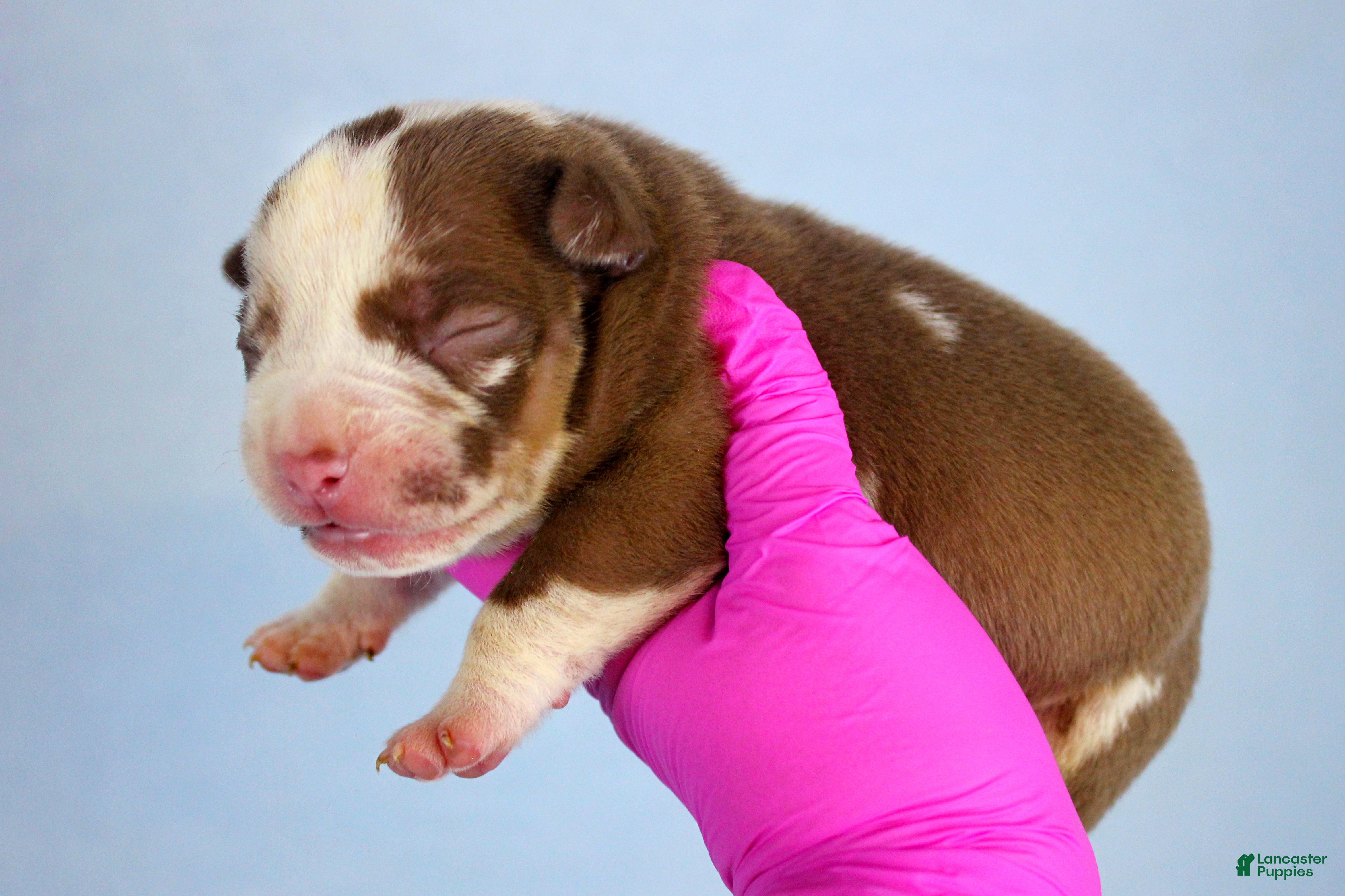 American Bully dogs Chocolate Tri Merle Male - Ad 1