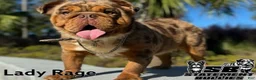 English Bulldog dogs for sale: Thunder - Ad 2