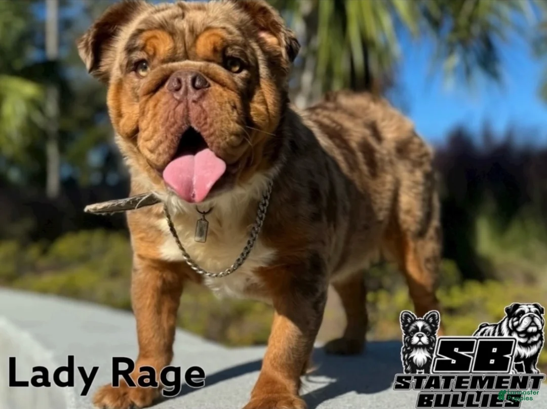 English Bulldog dogs for sale: Thunder - Ad 2