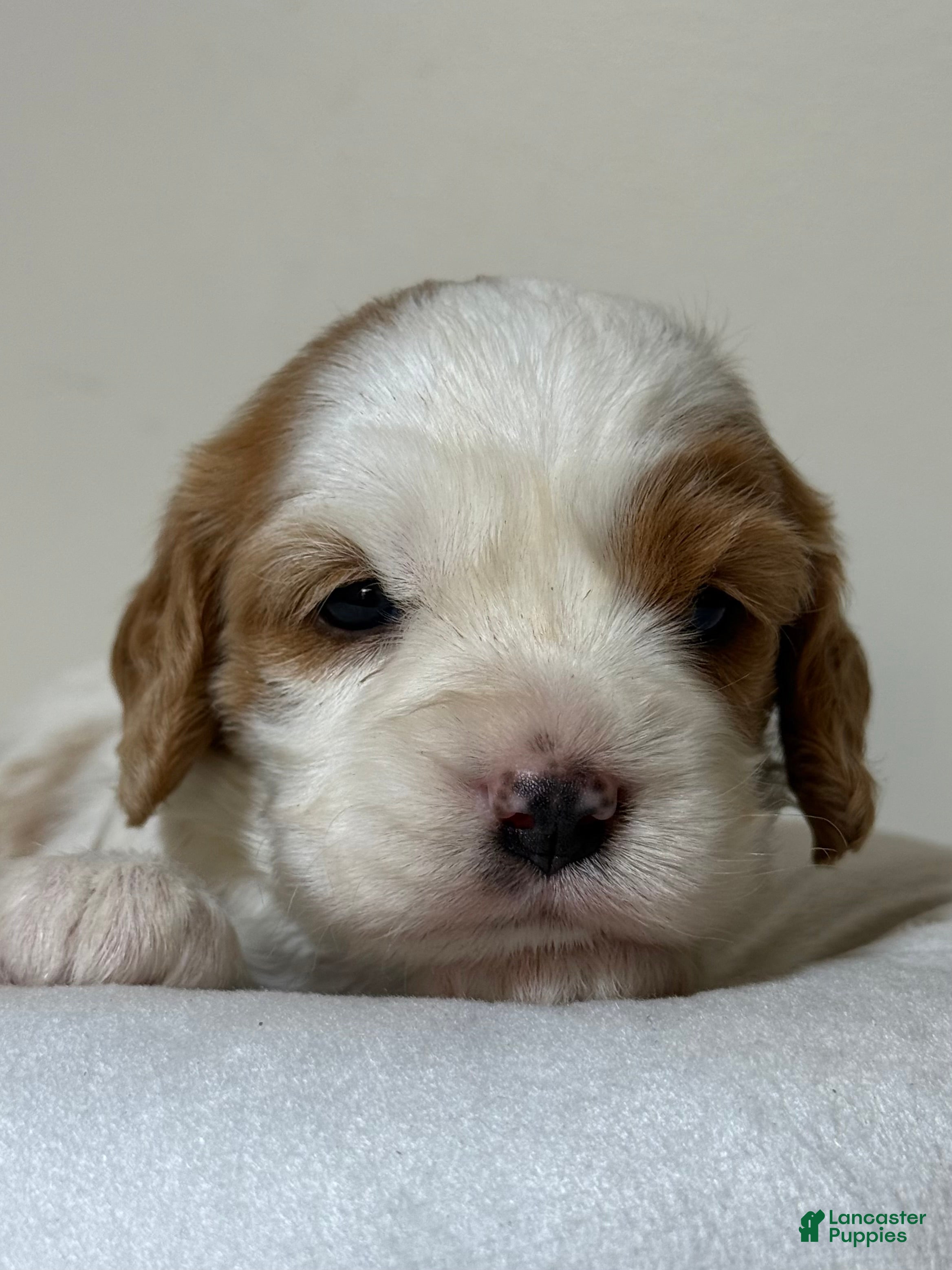 Cavapoo dogs Vanilla Cavapoo  - Ad 1