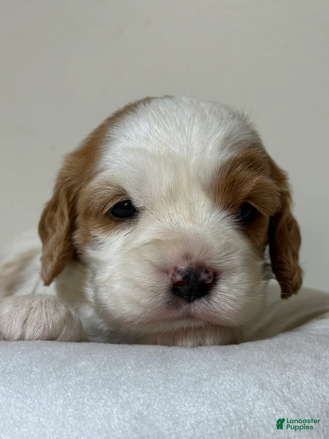 Cavapoo dogs for sale: Vanilla Cavapoo  - Ad 1