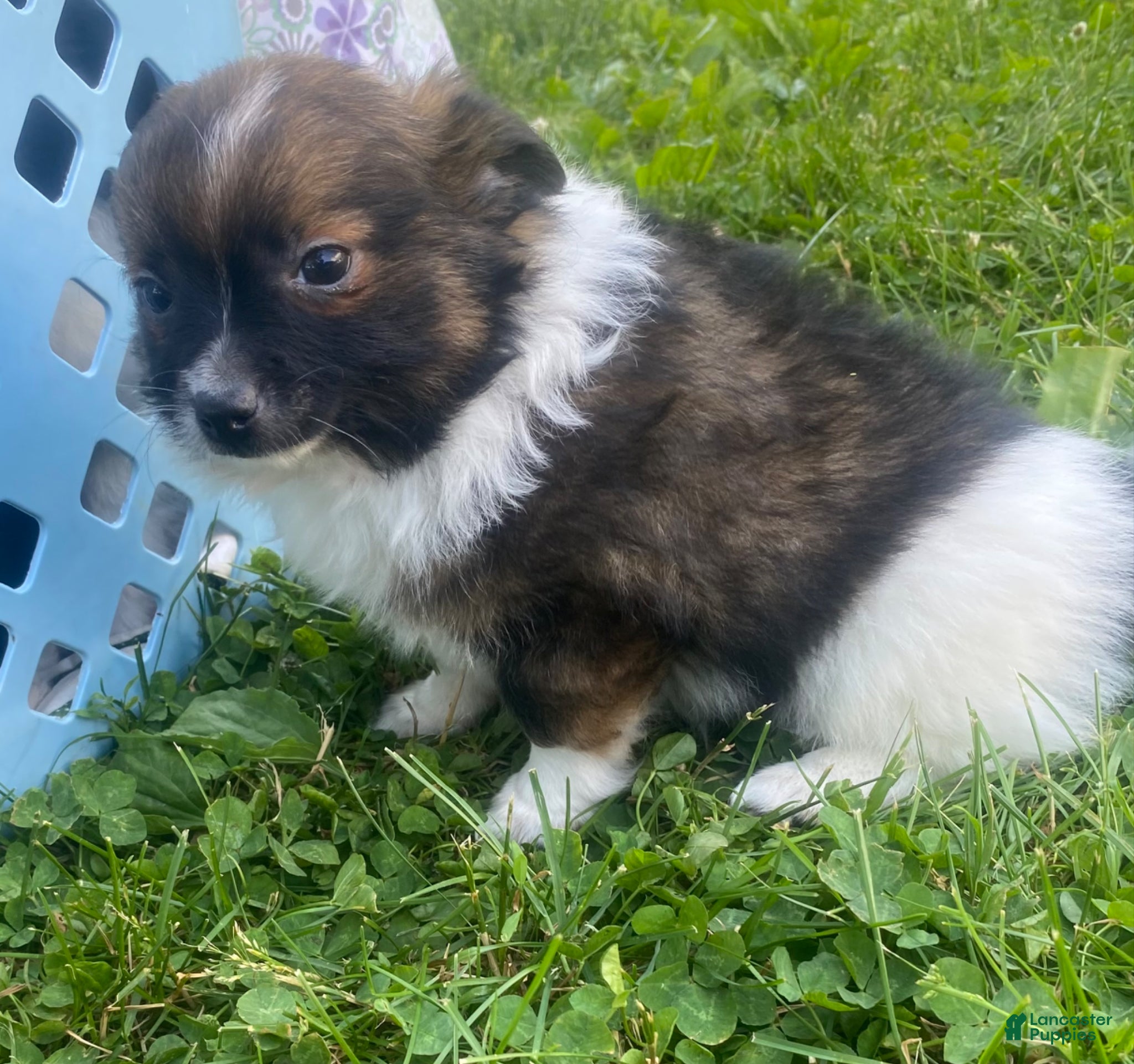 Pomchi dogs Baxter - Ad 5