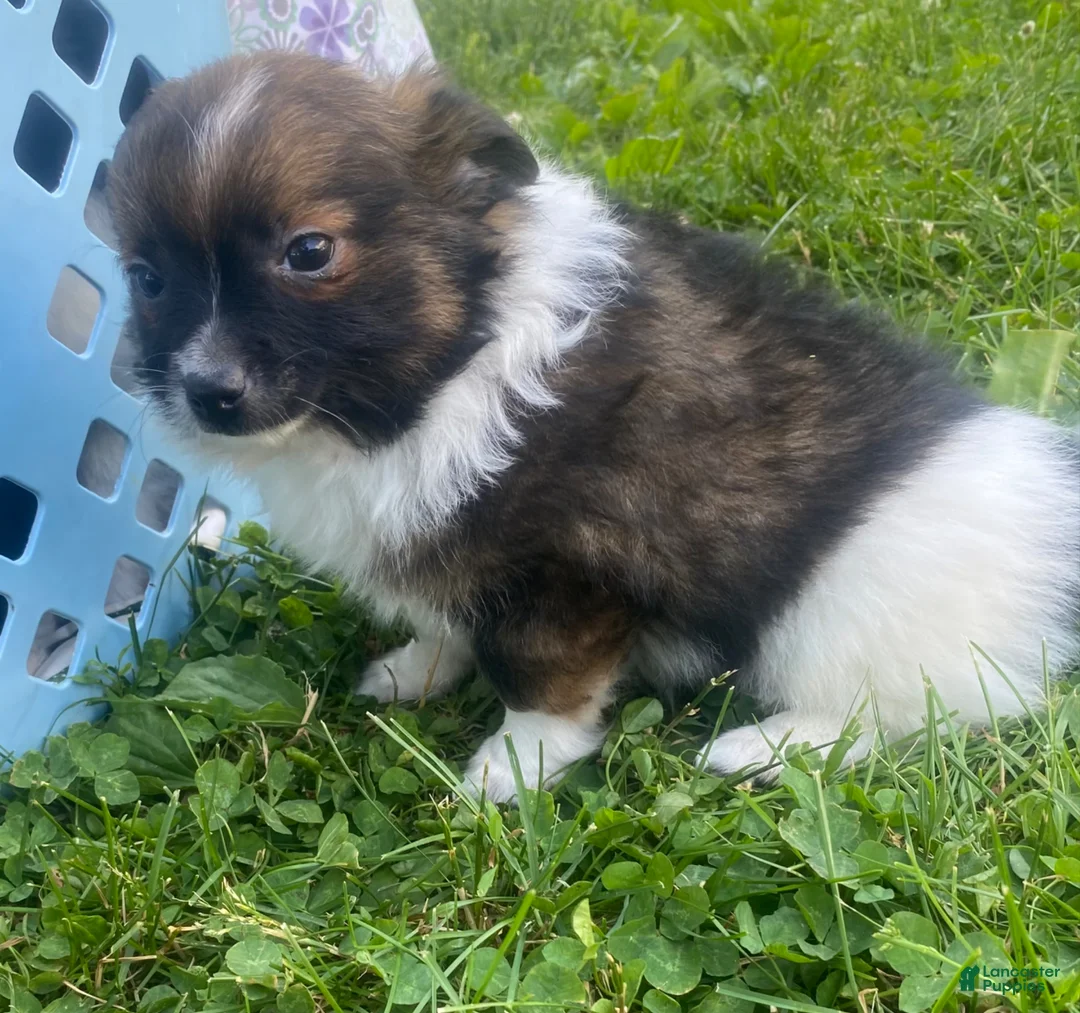 Pomchi dogs for sale: Baxter - Ad 1