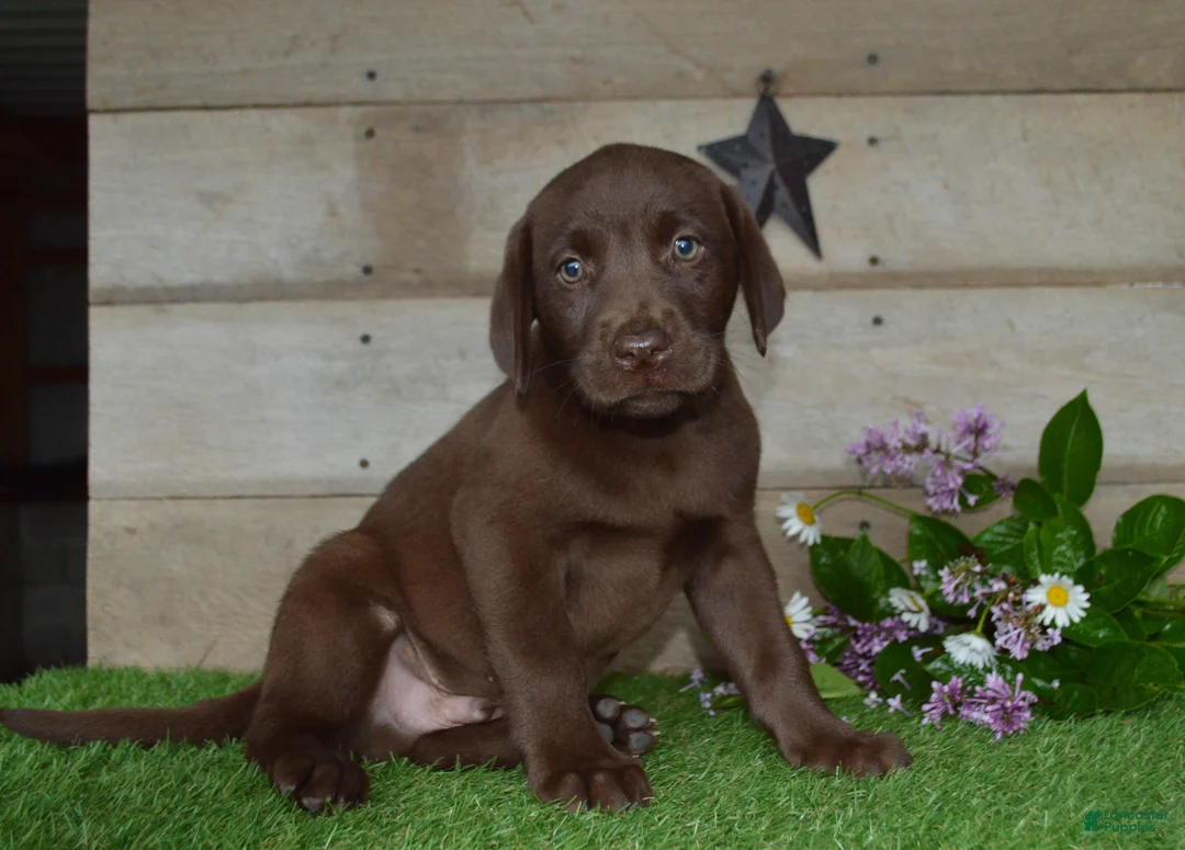 Labrador Retriever dogs for sale: Wingman - Ad 2