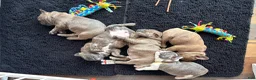 Frenchton dogs for sale: Maya - Ad 10