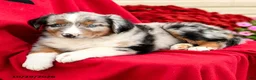 Australian Shepherd dogs for sale: Murphy - Ad 3