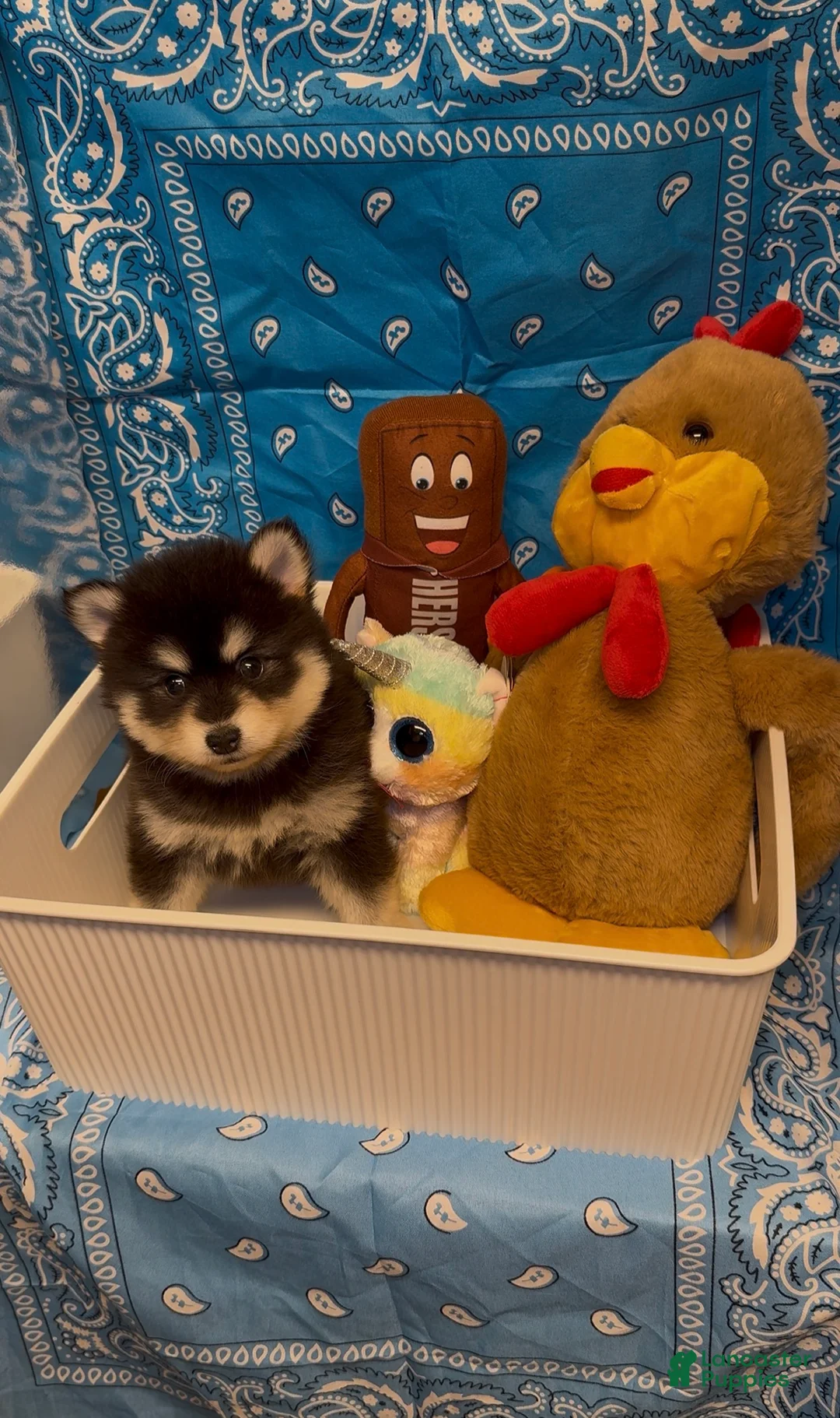 Pomsky dogs for sale: Loki  - Ad 2