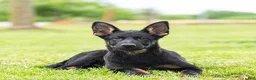 German Shepherd dogs for sale: Sebastian German Shepherd Puppy  - Ad 2