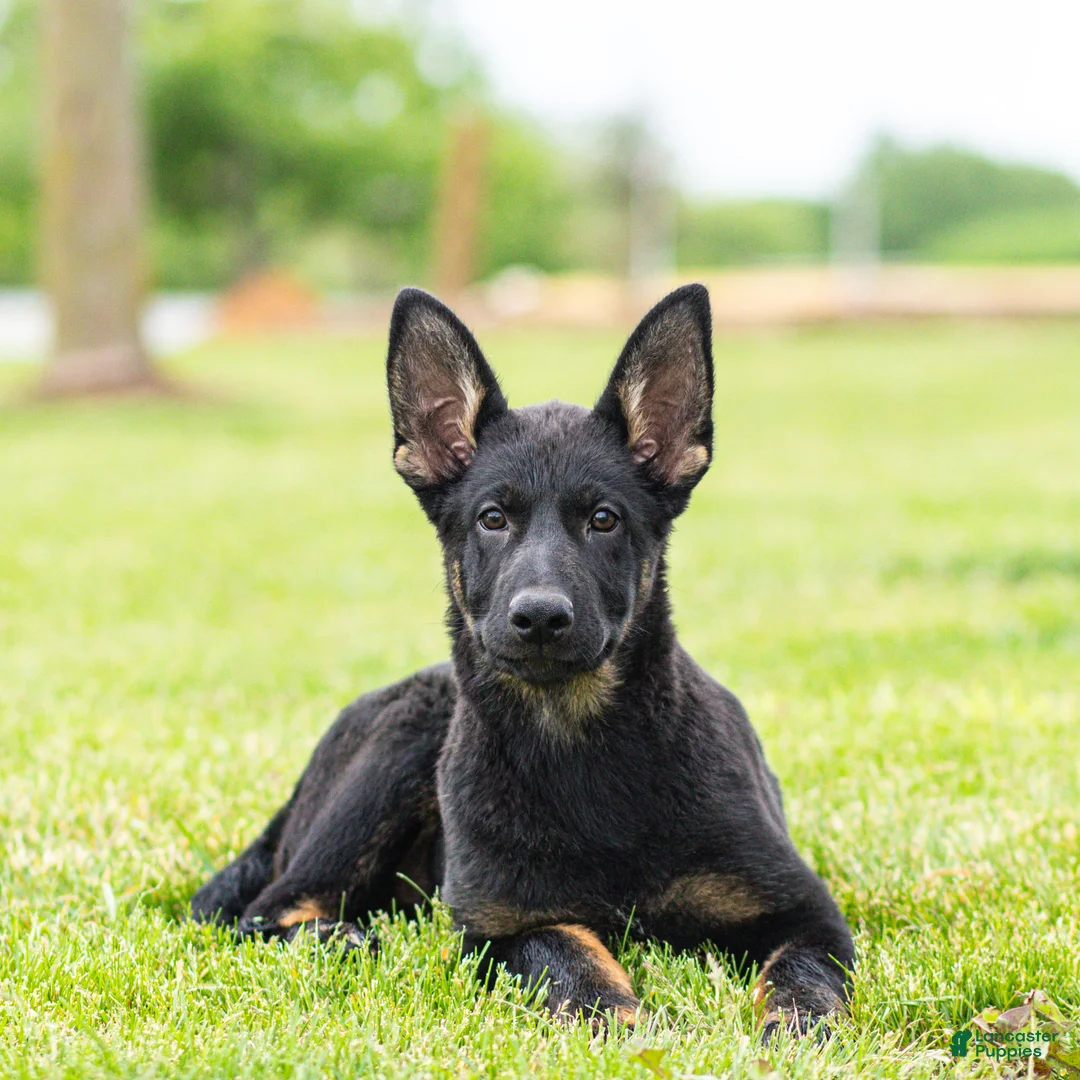 German Shepherd dogs for sale: Sebastian German Shepherd Puppy  - Ad 2