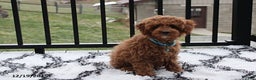 Toy Poodle dogs for sale: Patrick - Ad 5
