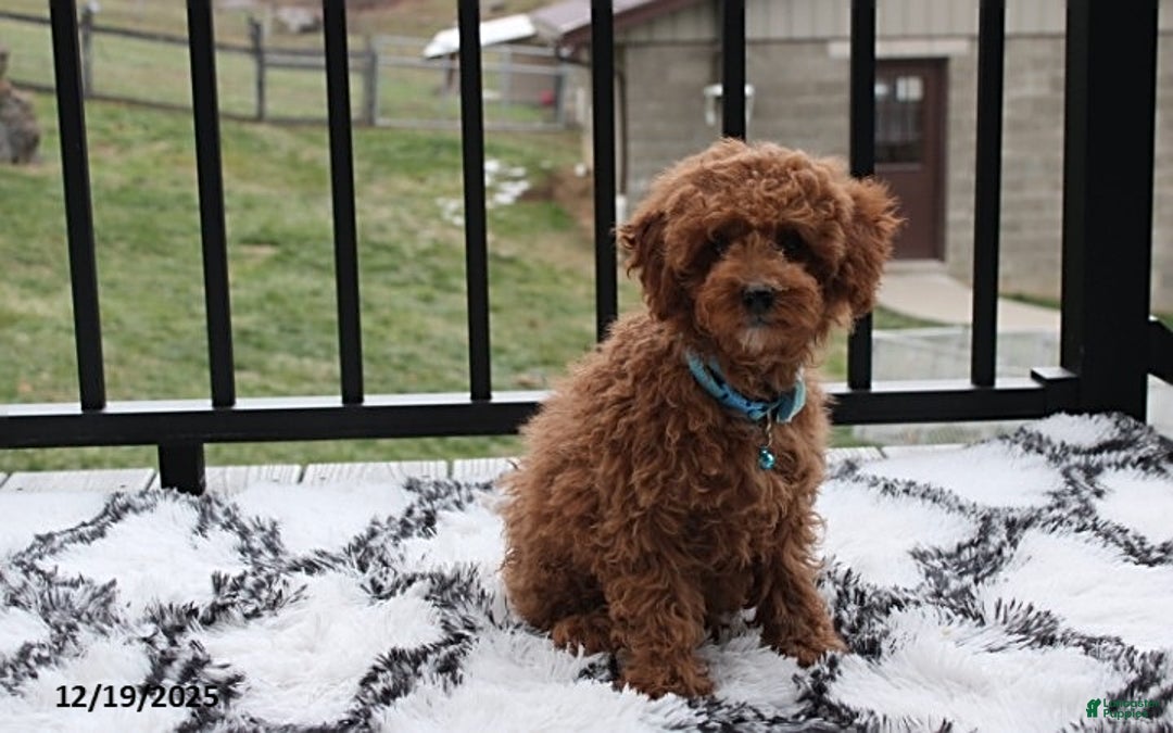 Toy Poodle dogs for sale: Patrick - Ad 5