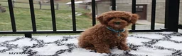 Toy Poodle dogs for sale: Patrick - Ad 19