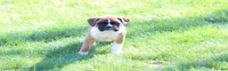 Boxer dogs for sale: Turner - Ad 1