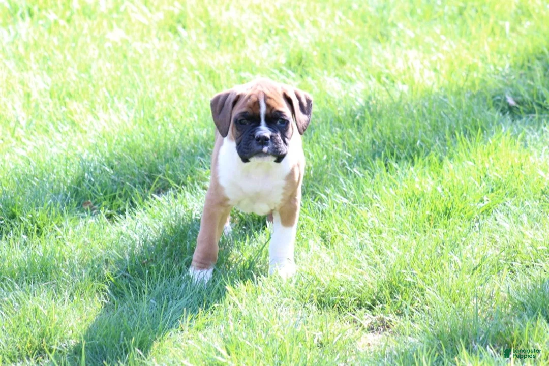 Boxer dogs for sale: Turner - Ad 1