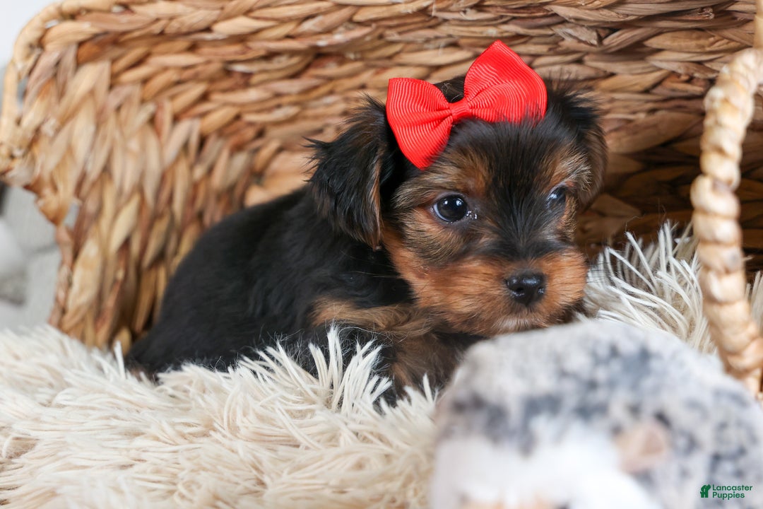 Yorkshire Terrier dogs for sale: CODY - Ad 3