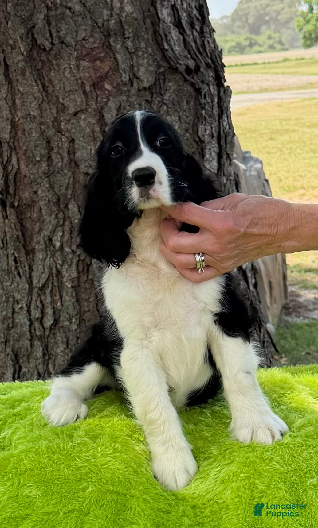 English Springer Spaniel dogs English Springer Spaniel Puppy Neo - Ad 2
