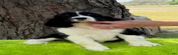English Springer Spaniel dogs for sale: English Springer Spaniel Puppy Neo - Ad 1