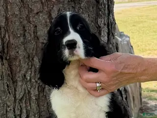 English Springer Spaniel dogs English Springer Spaniel Puppy Neo - Ad 2