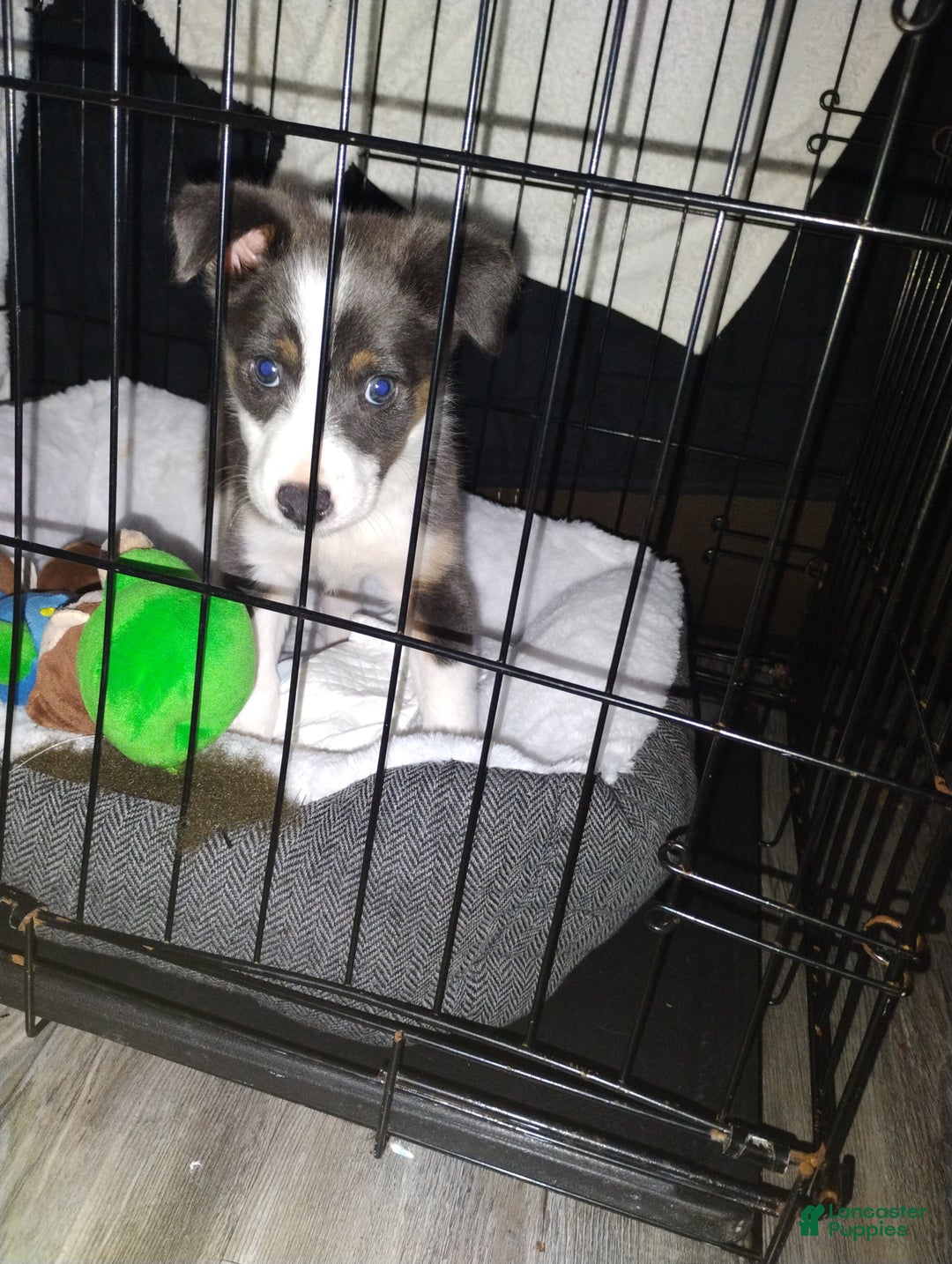 Retired Military Dogs Lackland Afb German Shepherd Adoption San