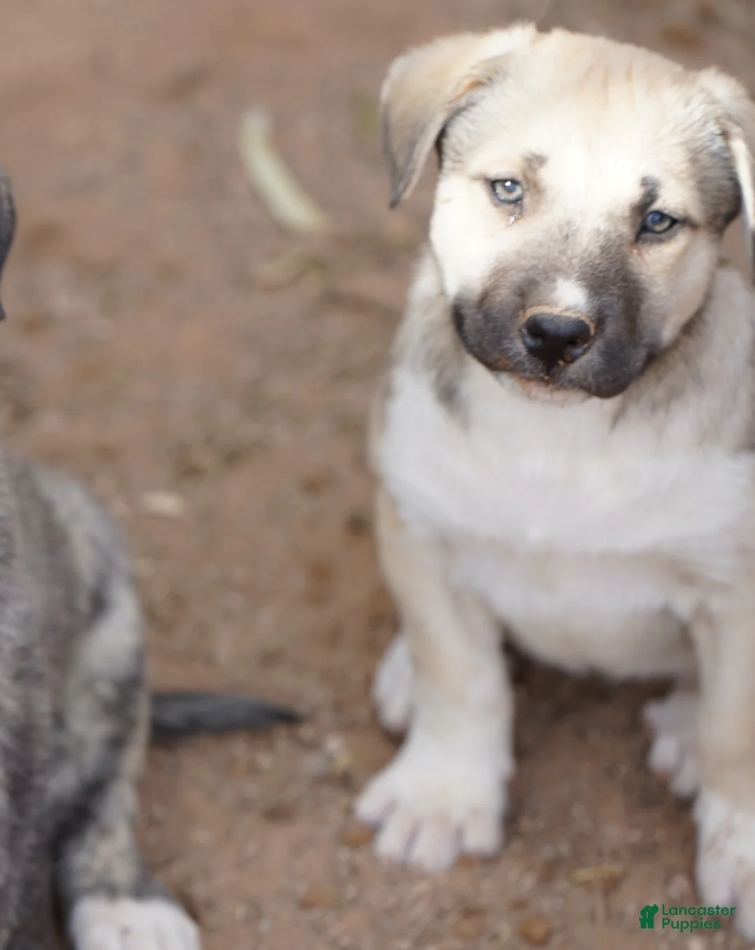 Mixed Breed dogs for sale: Bansky Blonde 3 F - Ad 1