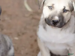 Mixed Breed dogs Bansky Blonde 3 F - Ad 24