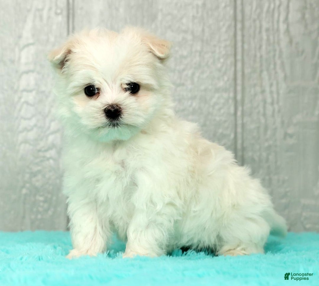 Maltese dogs for sale: Benji - Ad 2