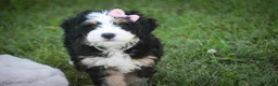 Mini Bernedoodle dogs for sale: Mercedes Mini Bernedoodle  - Ad 3