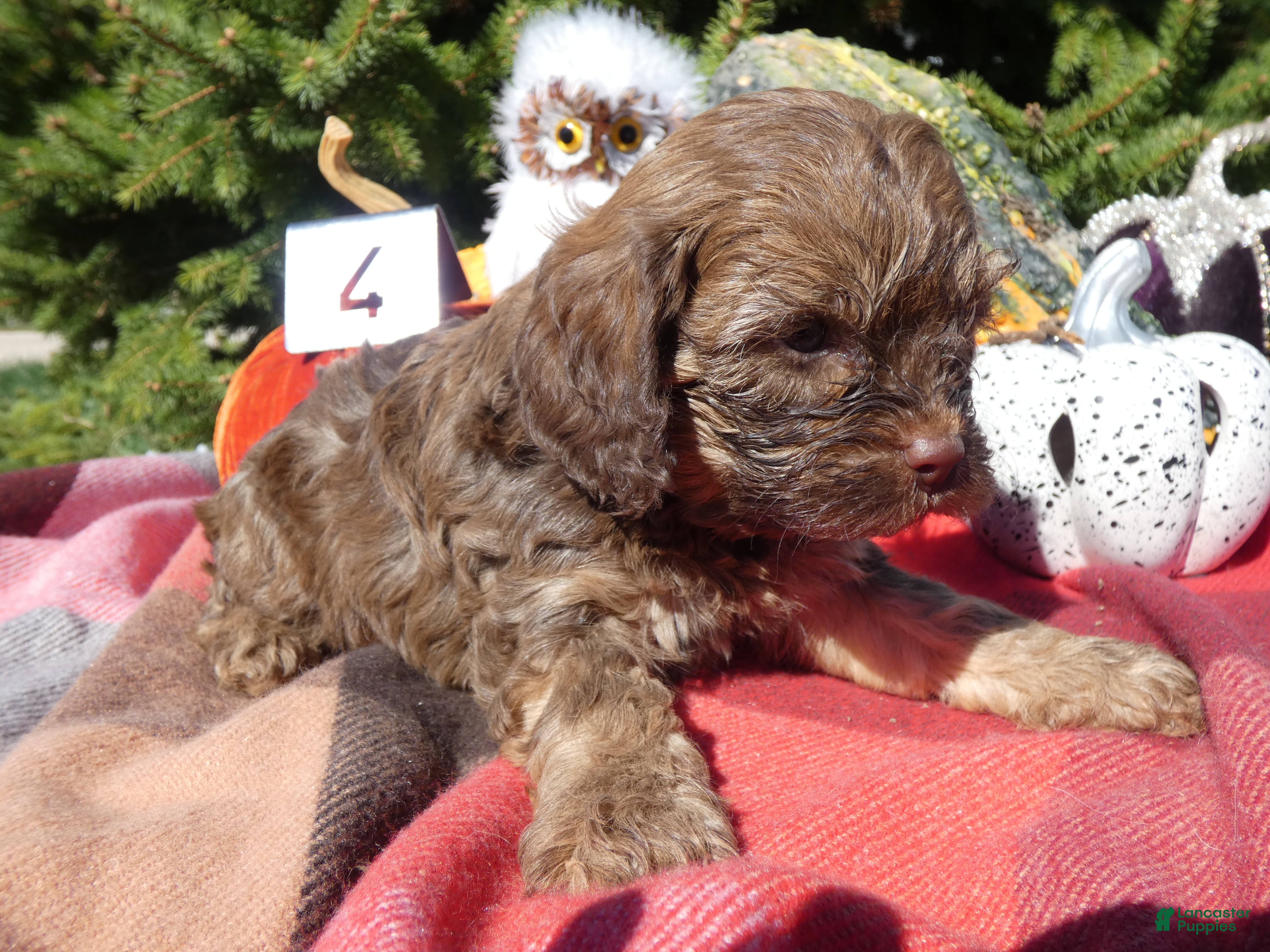 Cavapoo dogs for sale: Cavapoo 4 Duffy - Ad 2