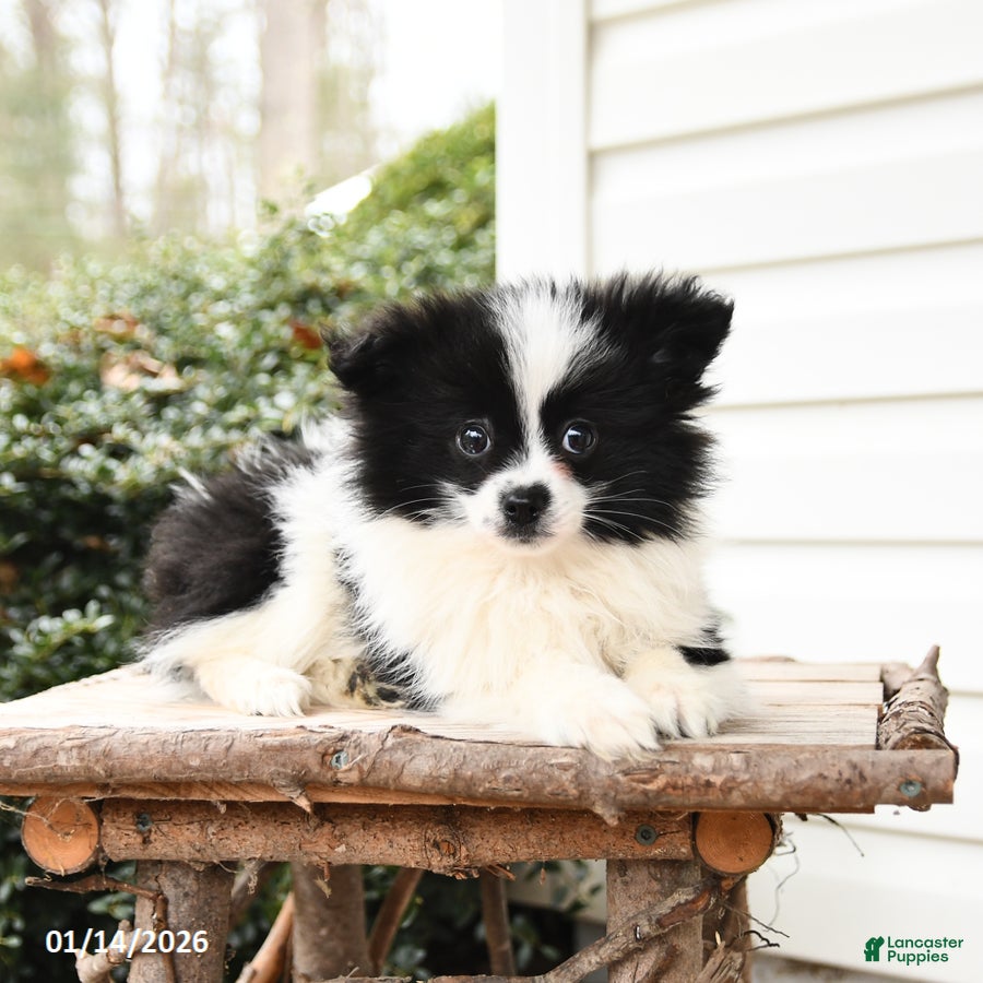 Pomeranian dogs Joy - Ad 2