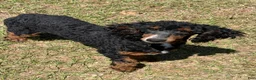 Miniature Poodle dogs for sale: Tator - Ad 1