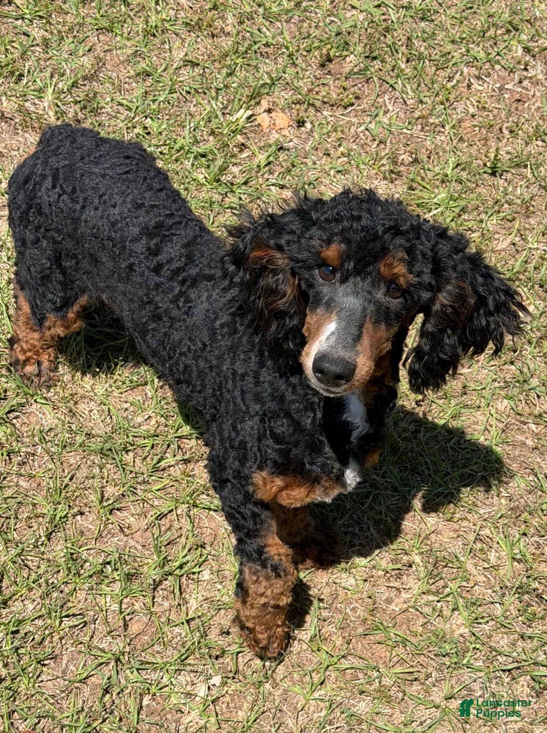 Miniature Poodle dogs for sale: Tator - Ad 1