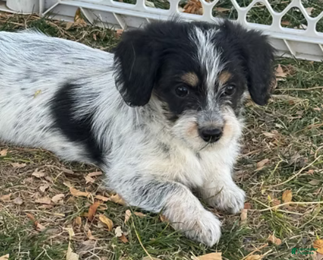 Corgipoo dogs for sale: Daisy - Ad 4