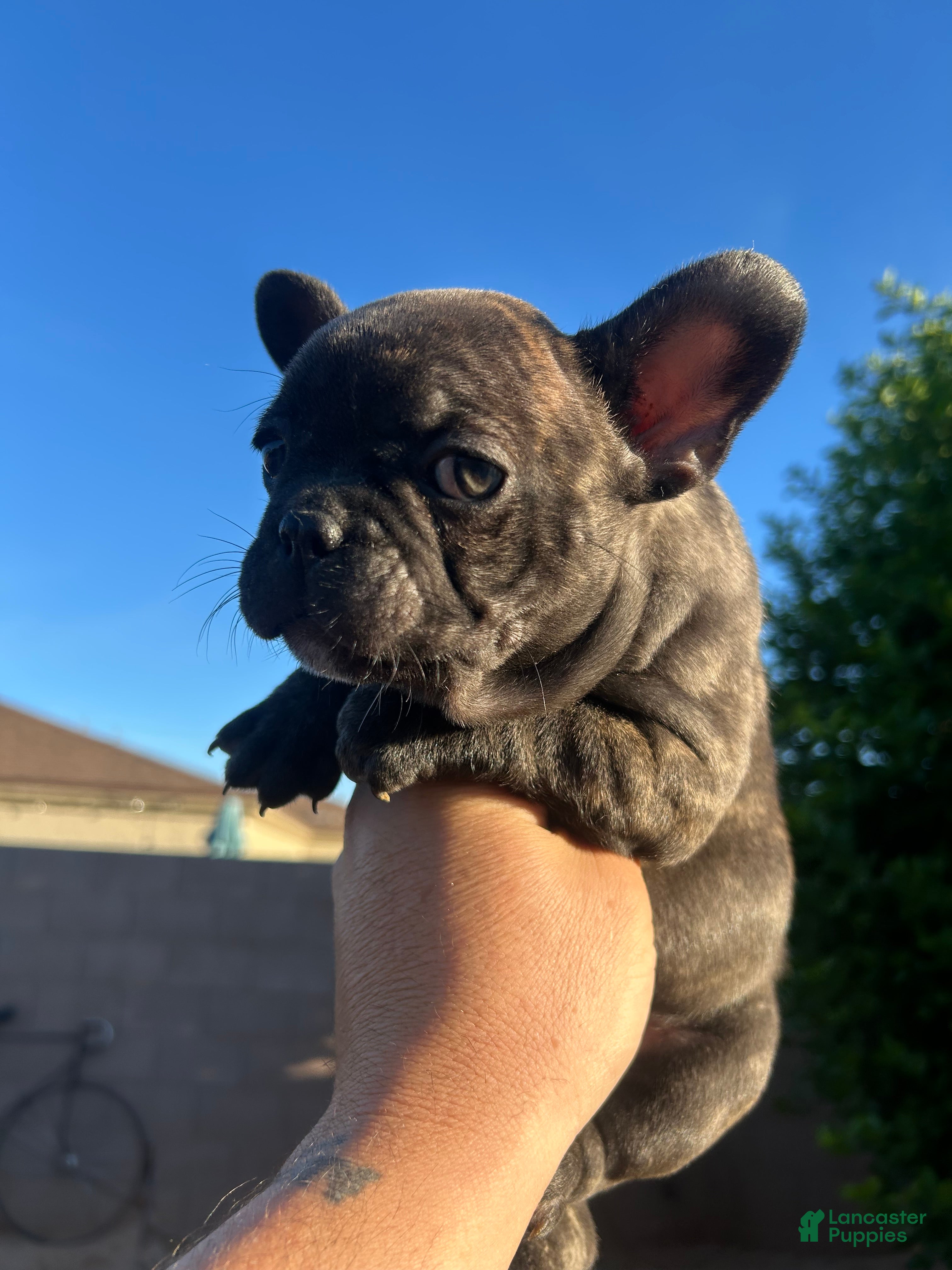 French Bulldog dogs French Bulldog Puppy 1 - Ad 31