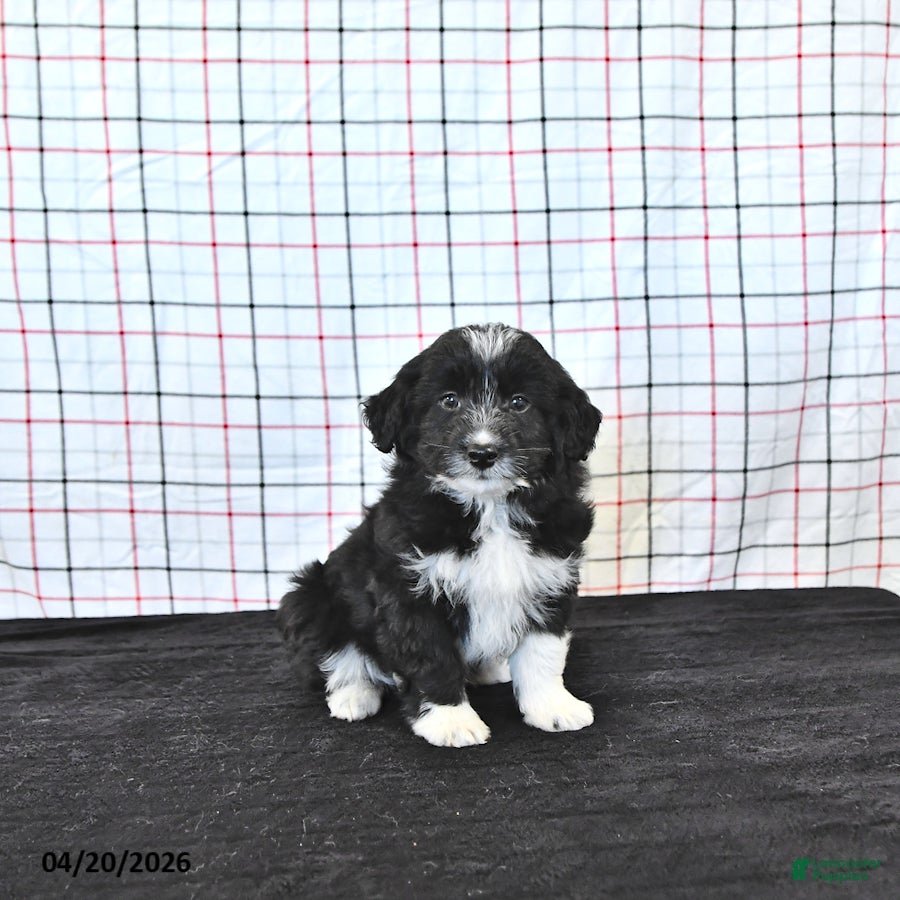 Mini Aussiedoodle dogs Walker  EXTRA SMALL - Ad 1