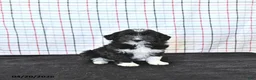 Mini Aussiedoodle dogs for sale: Walker  EXTRA SMALL - Ad 1