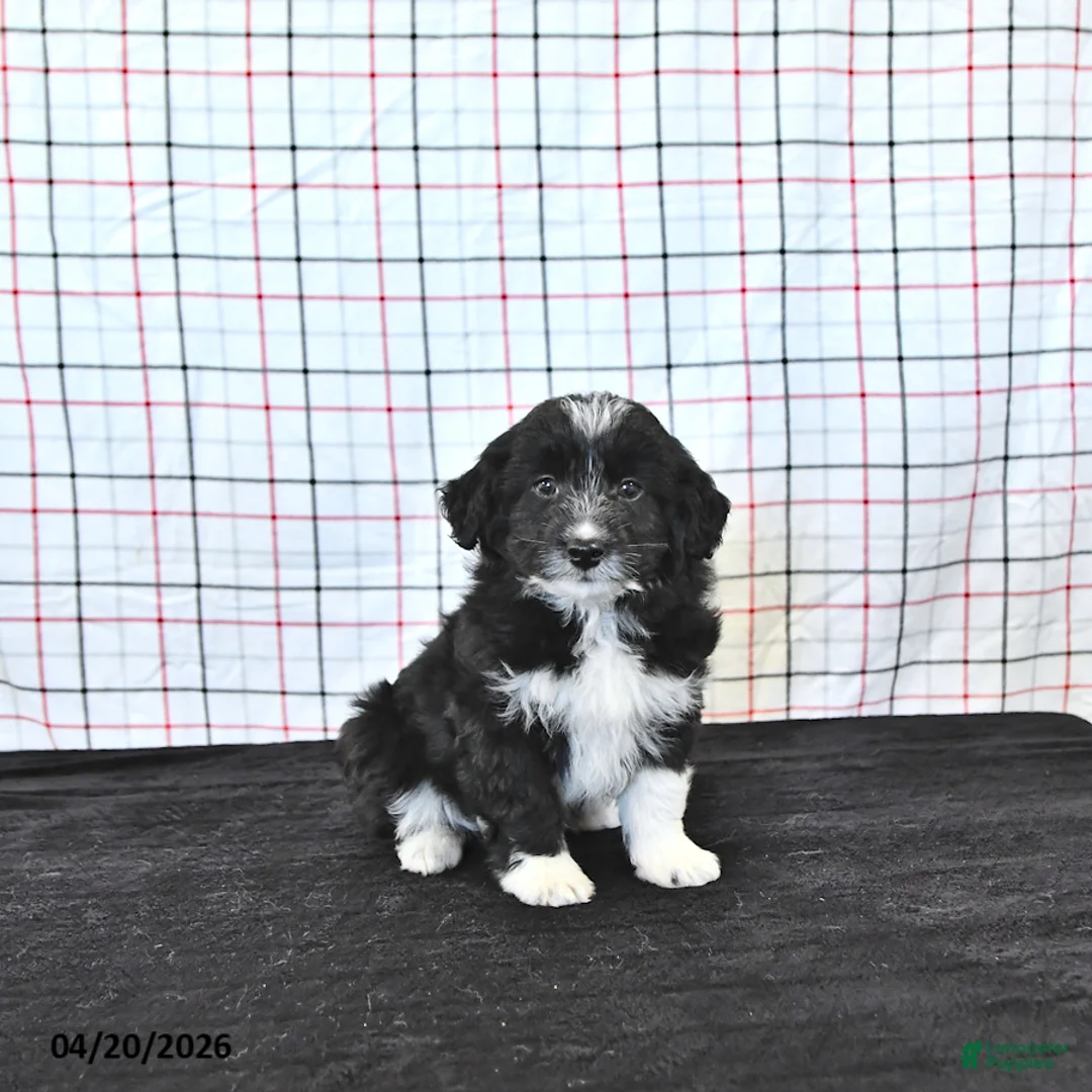 Mini Aussiedoodle dogs for sale: Walker  EXTRA SMALL - Ad 1