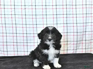 Mini Aussiedoodle dogs for sale: Walker EXTRA SMALL - Ad 2