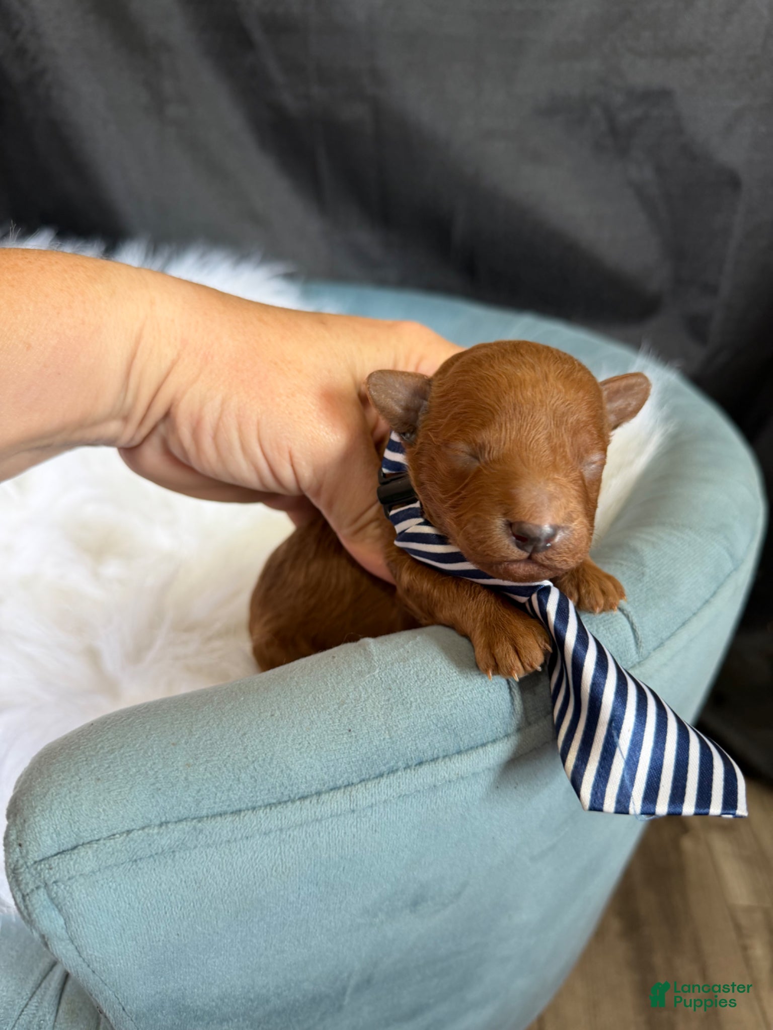 Toy Poodle dogs for sale: Akc Bred the Color Red Boy - Ad 6